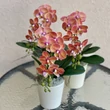 Cserepes orchidea