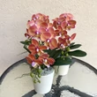 Cserepes orchidea