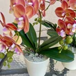 Cserepes orchidea