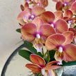 Cserepes orchidea