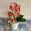 Cserepes orchidea