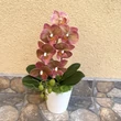 Cserepes orchidea