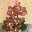 Cserepes orchidea