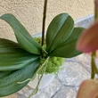 Cserepes orchidea