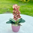Cserepes orchidea