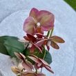 Cserepes orchidea