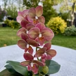 Cserepes orchidea