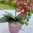 Cserepes orchidea