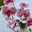 Cserepes orchidea