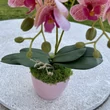 Cserepes orchidea