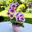 Cserepes orchidea