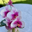 Cserepes orchidea