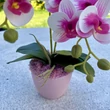 Cserepes orchidea