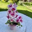Cserepes orchidea