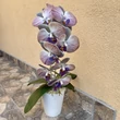 Cserepes orchidea