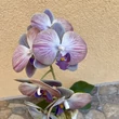 Cserepes orchidea