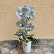 Cserepes orchidea