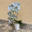 Cserepes orchidea