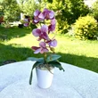 Cserepes orchidea