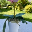Cserepes orchidea