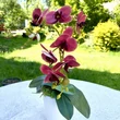 Cserepes orchidea
