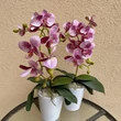 Cserepes orchidea