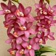Cserepes orchidea