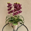Cserepes orchidea