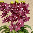 Cserepes orchidea