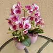 Cserepes orchidea