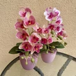 Cserepes orchidea