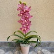 Cserepes orchidea