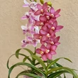 Cserepes orchidea