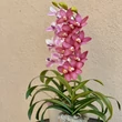 Cserepes orchidea