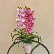 Cserepes orchidea