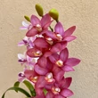 Cserepes orchidea