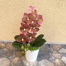 Cserepes orchidea