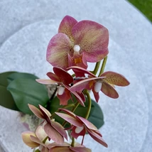 Cserepes orchidea