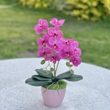 Cserepes orchidea