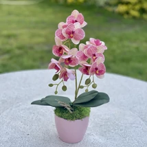Cserepes orchidea