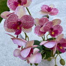 Cserepes orchidea