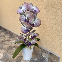 Cserepes orchidea