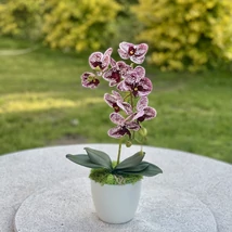 Cserepes orchidea