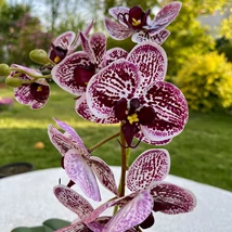 Cserepes orchidea