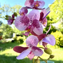 Cserepes orchidea