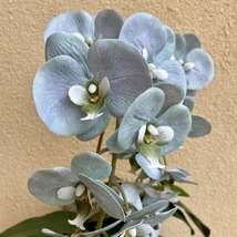 Cserepes orchidea