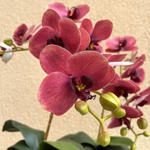 Cserepes orchidea