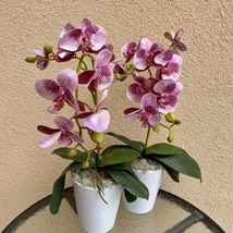 Cserepes orchidea