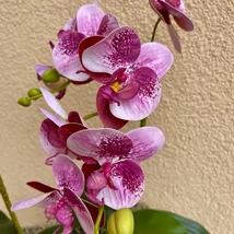 Cserepes orchidea