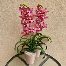 Cserepes orchidea